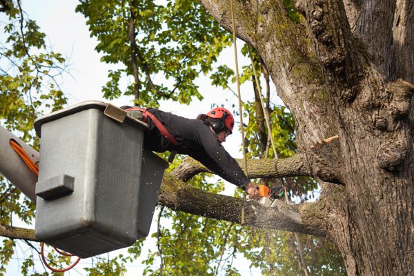 Complexity of Tree Trimming, Shore Tree Service