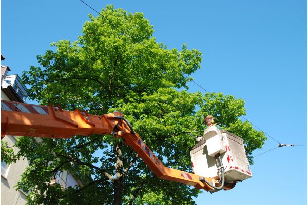 Equipment and Safety Measures, Shore Tree Service