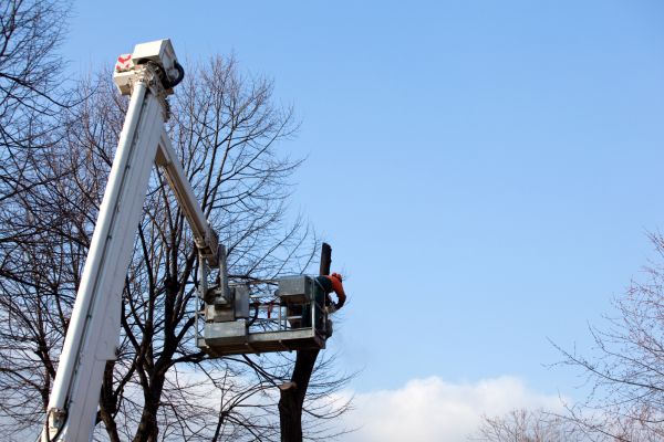 The Art of Tree Pruning: Skilled Techniques and Training, Shore Tree Service