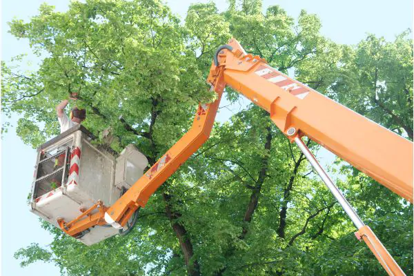 Why is Tree Trimming So Expensive? Unraveling the Costs and Benefits, Shore Tree Service