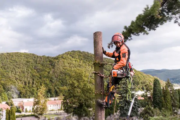 Certified Arborists for Tree Removal, Shore Tree Service