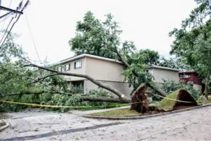 My Neighbor's Tree Fell on My Property, What to Do Next, Shore Tree Service