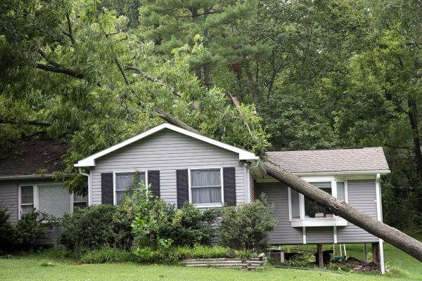Who Bears Responsibility for a Fallen Tree, Shore Tree Service