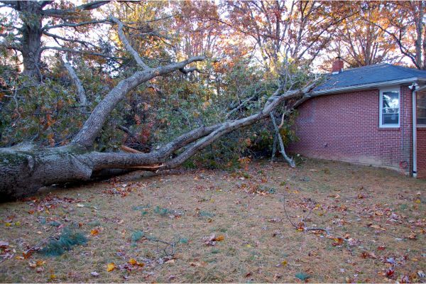 Who Is Responsible for Tree Removal, Shore Tree Service