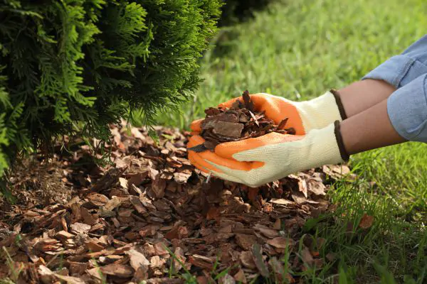 Creative Uses for Wood Chips - Shore Tree Service