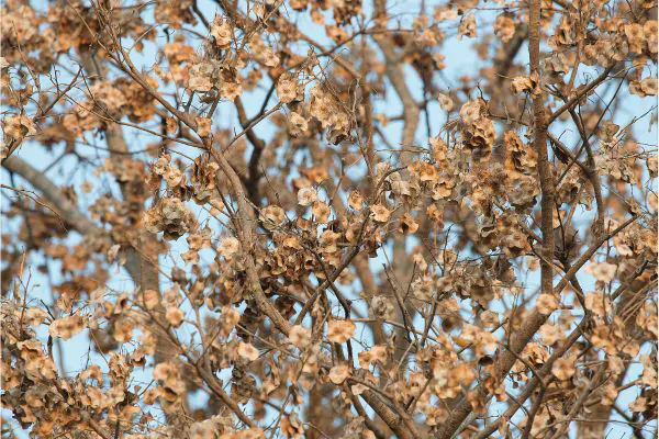 Dying Tree - Shore Tree Service