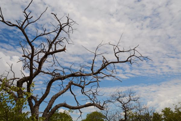 Signs of a Dying Tree - Shore Tree Service