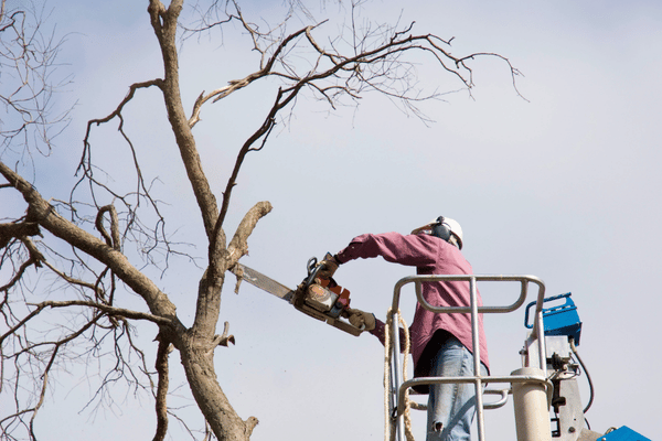 Can You Remove Trees in Winter? Winter Tree Removal Tips