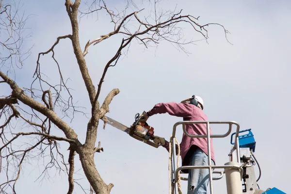 Can You Remove Trees in Winter Winter Tree Removal Tips) - Shore Tree Service