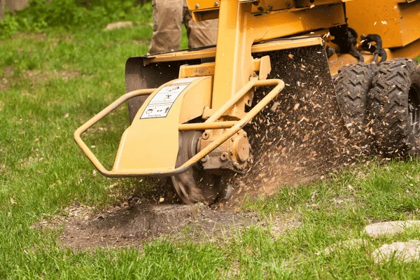 Stump Removal Cost in South Shore, MA - Pricing, Factors & Local Tips - Shore Tree Service (1)