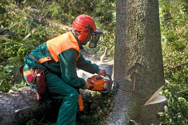 Emergency Tree Removal in Quincy - Shore Tree Service